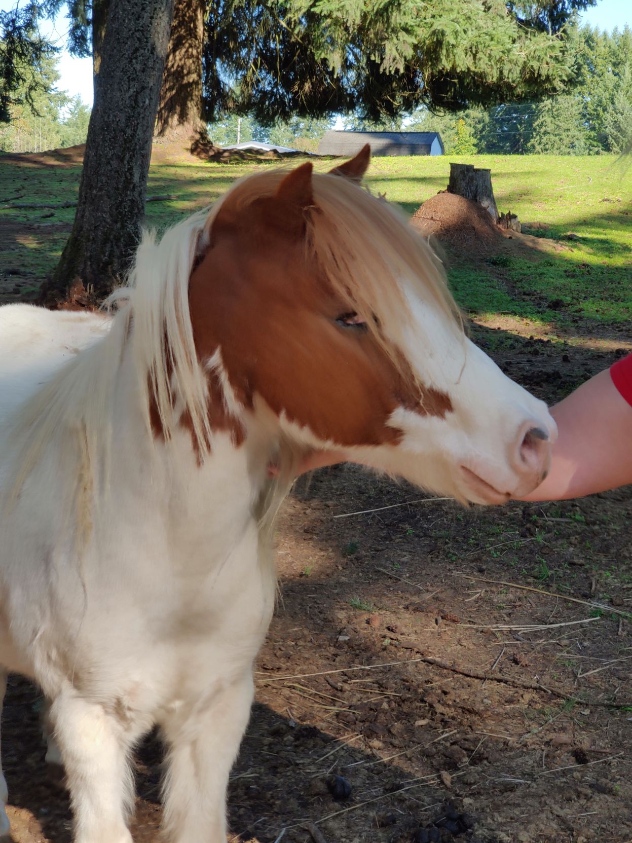 Black Dawg Sanctuary Offers Refuge for Animals in Rainier